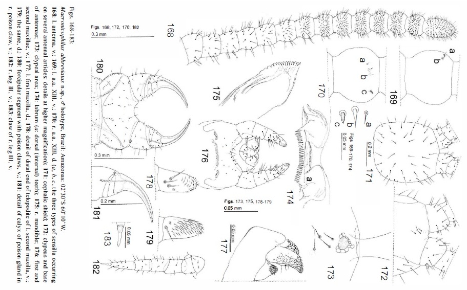 Представитель Семейства Macronicophilidae